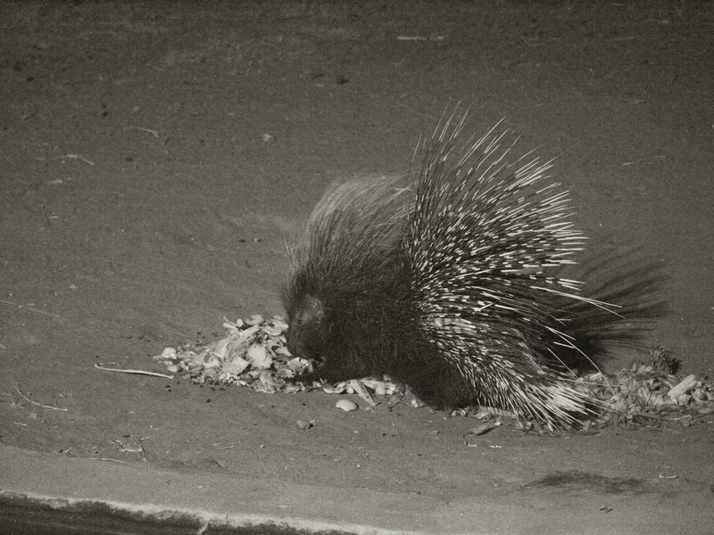 Okonjima, Porcupine